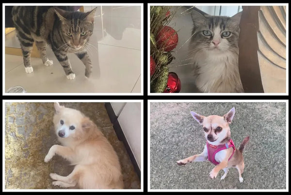 Upload your pet photos